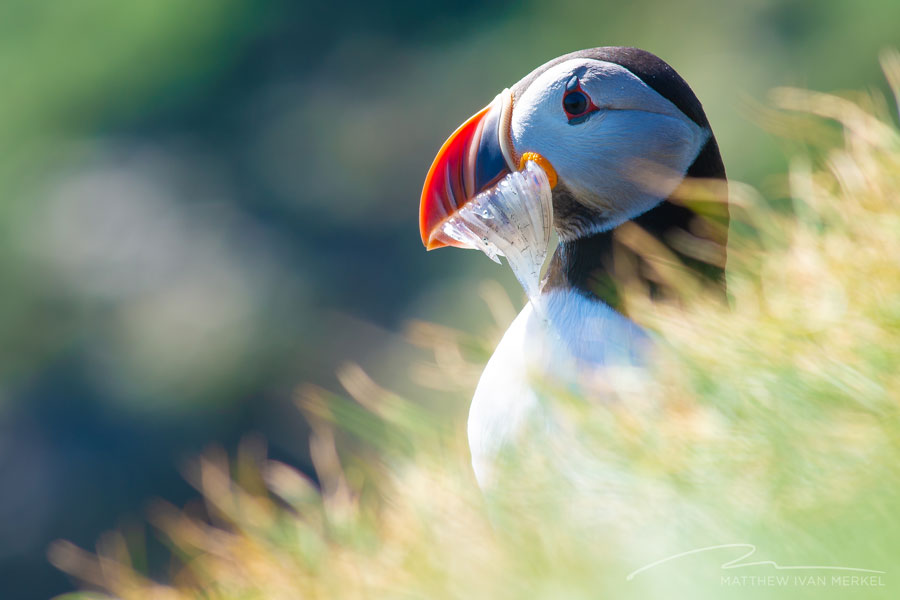 Iceland-puffin